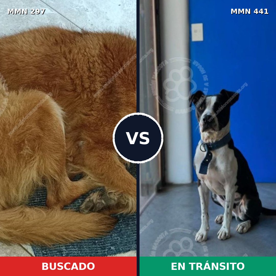 Comparativa MMS 6200: mascota perdida y mascota encontrada, 6% de similitud