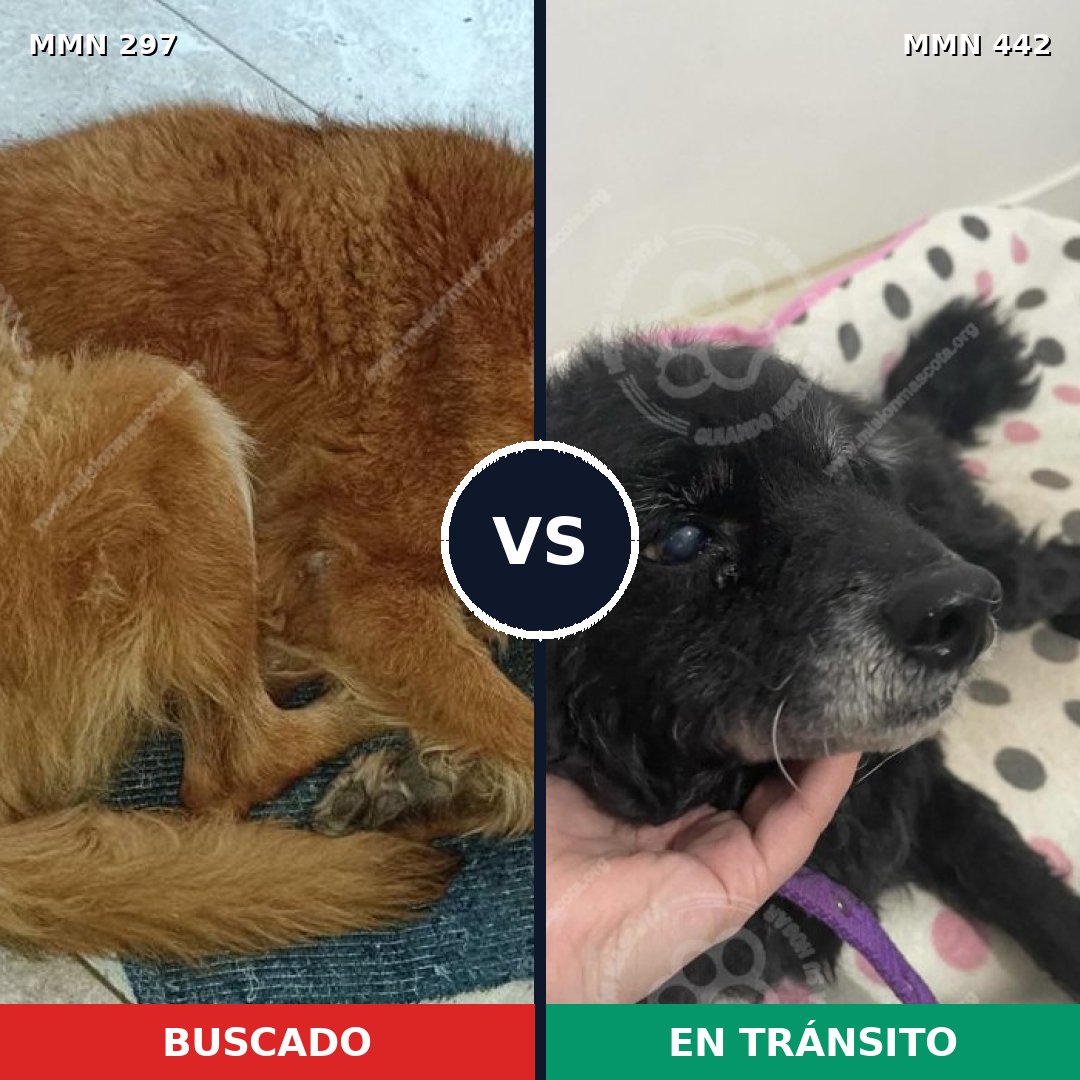 Comparativa MMS 6201: mascota perdida y mascota encontrada, 48% de similitud
