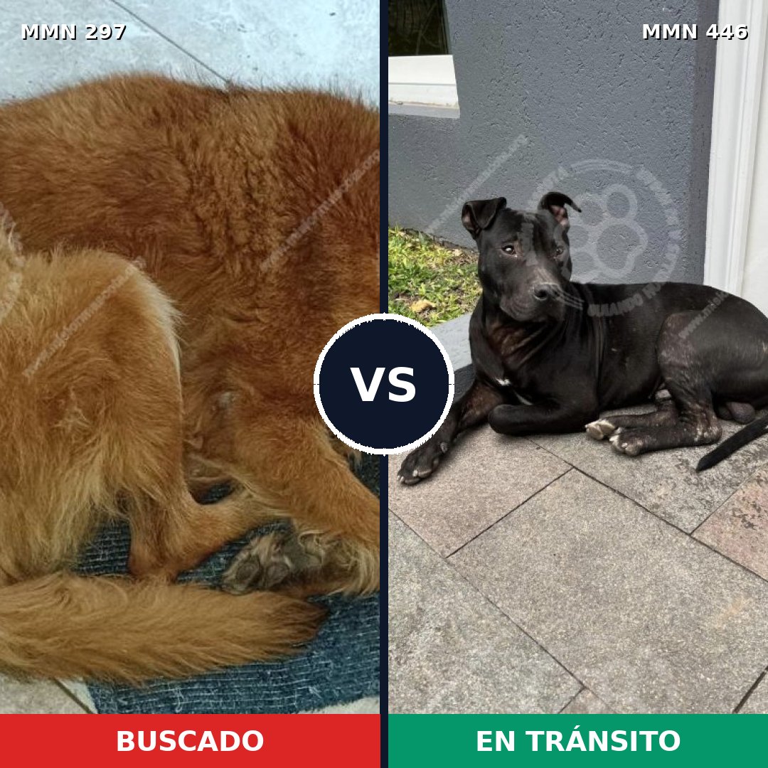 Comparativa MMS 6202: mascota perdida y mascota encontrada, 47% de similitud