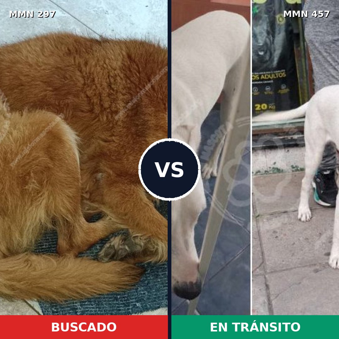Comparativa MMS 6203: mascota perdida y mascota encontrada, 47% de similitud