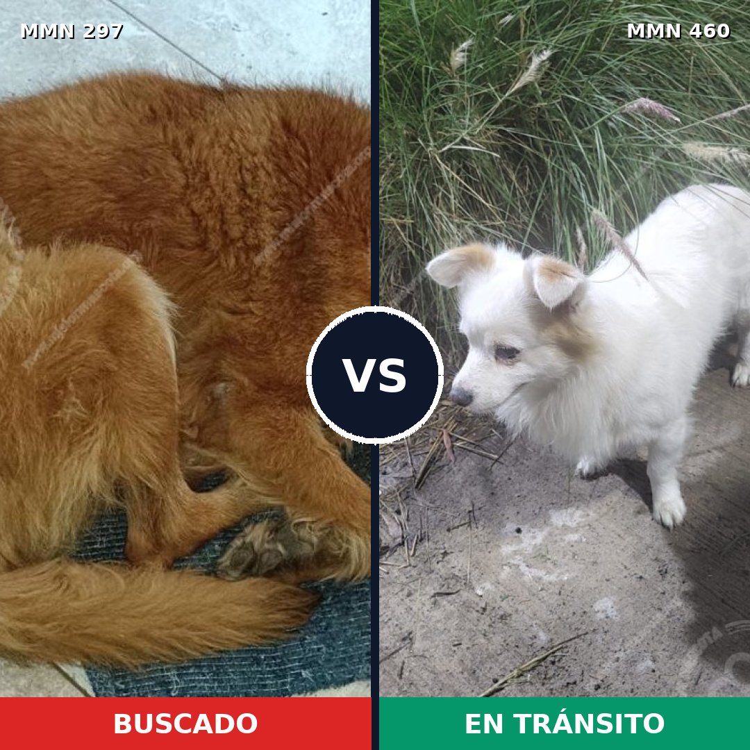 Comparativa MMS 6204: mascota perdida y mascota encontrada, 51% de similitud