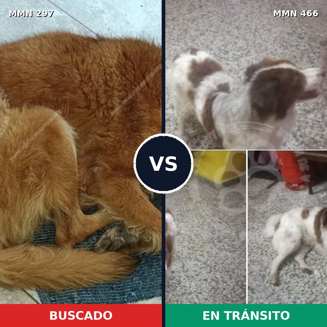 Comparativa MMS 6205: mascota perdida y mascota encontrada, 52% de similitud