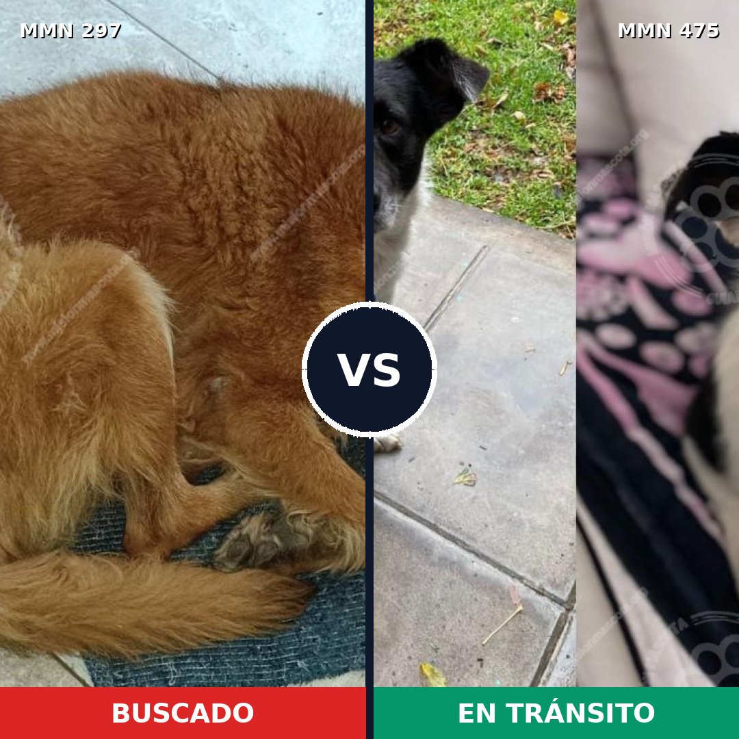 Comparativa MMS 6206: mascota perdida y mascota encontrada, 47% de similitud