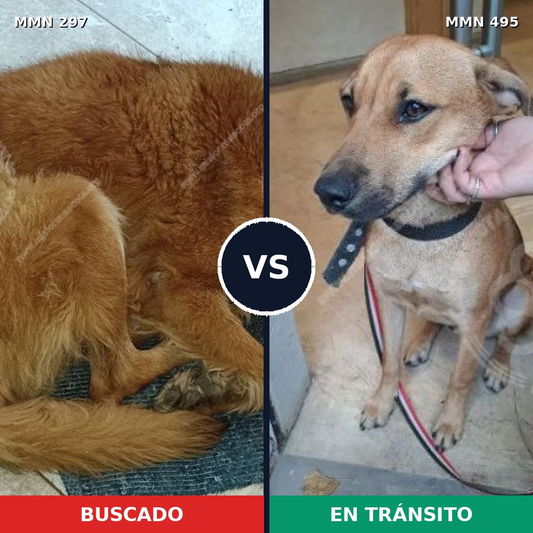 Comparativa MMS 6208: mascota perdida y mascota encontrada, 47% de similitud