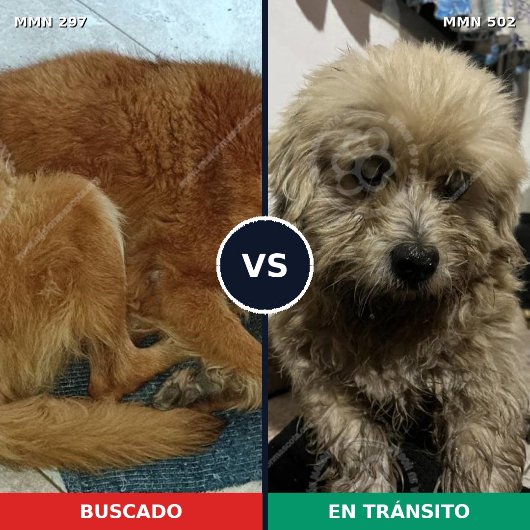 Comparativa MMS 6209: mascota perdida y mascota encontrada, 23% de similitud