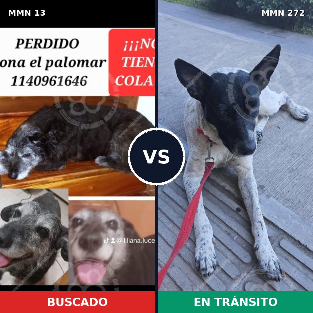 Comparativa MMS 621: mascota perdida y mascota encontrada, 71% de similitud