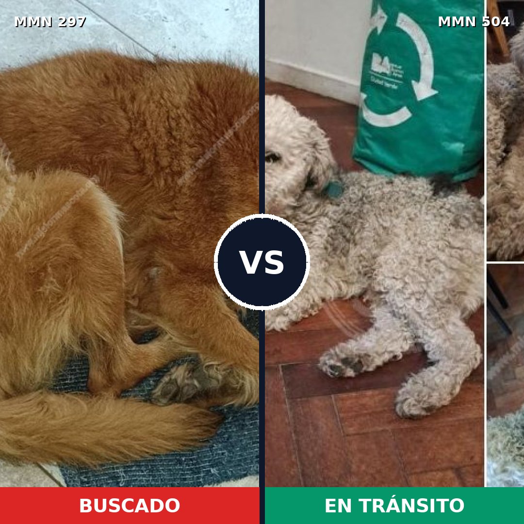 Comparativa MMS 6210: mascota perdida y mascota encontrada, 63% de similitud