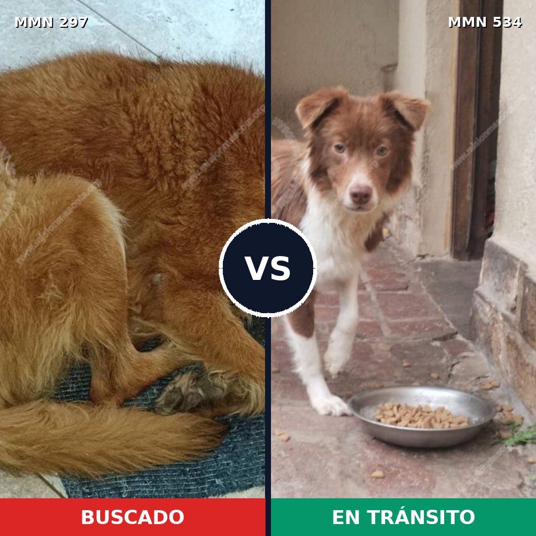 Comparativa MMS 6212: mascota perdida y mascota encontrada, 69% de similitud