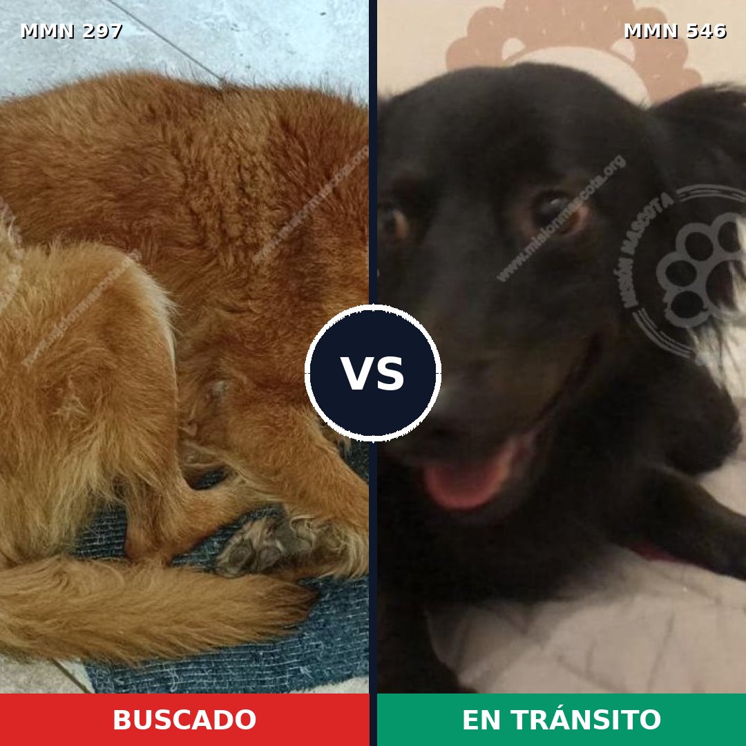 Comparativa MMS 6214: mascota perdida y mascota encontrada, 10% de similitud