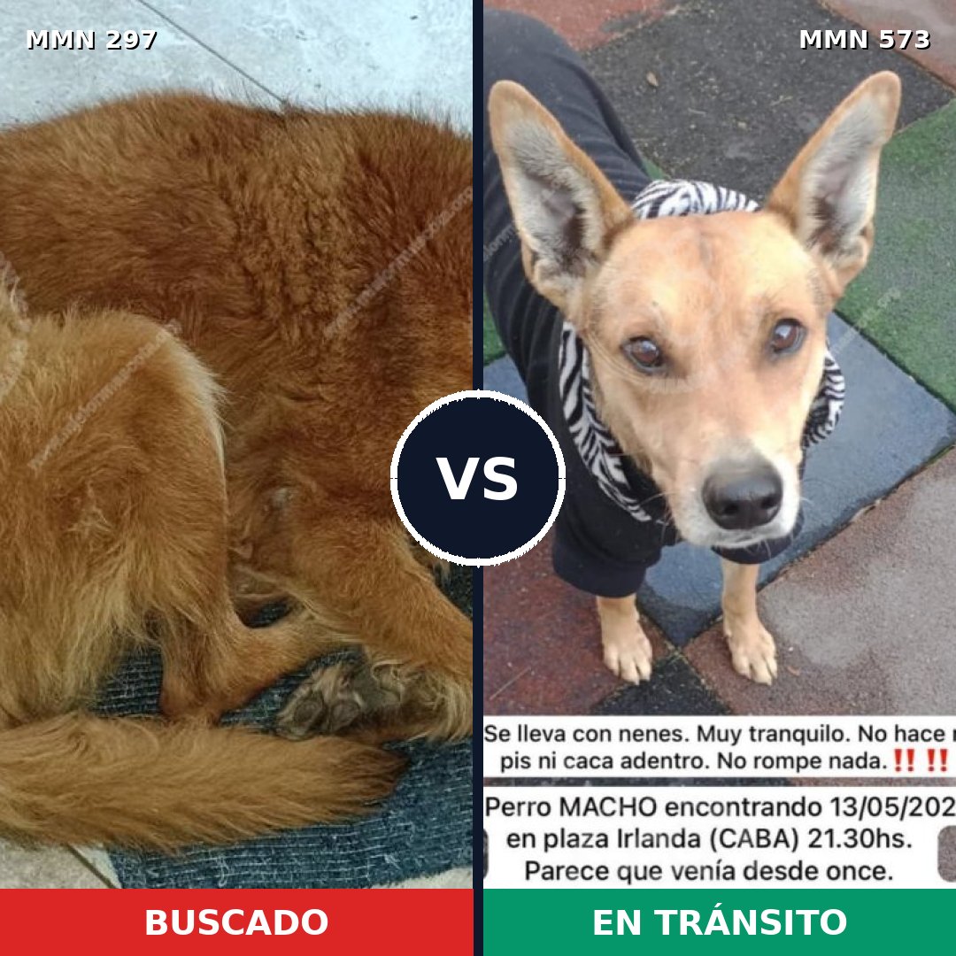 Comparativa MMS 6216: mascota perdida y mascota encontrada, 50% de similitud