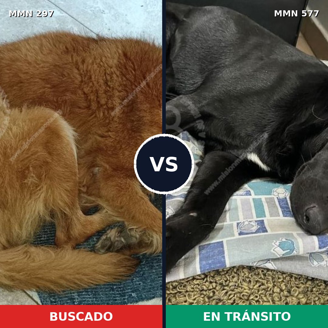 Comparativa MMS 6217: mascota perdida y mascota encontrada, 43% de similitud