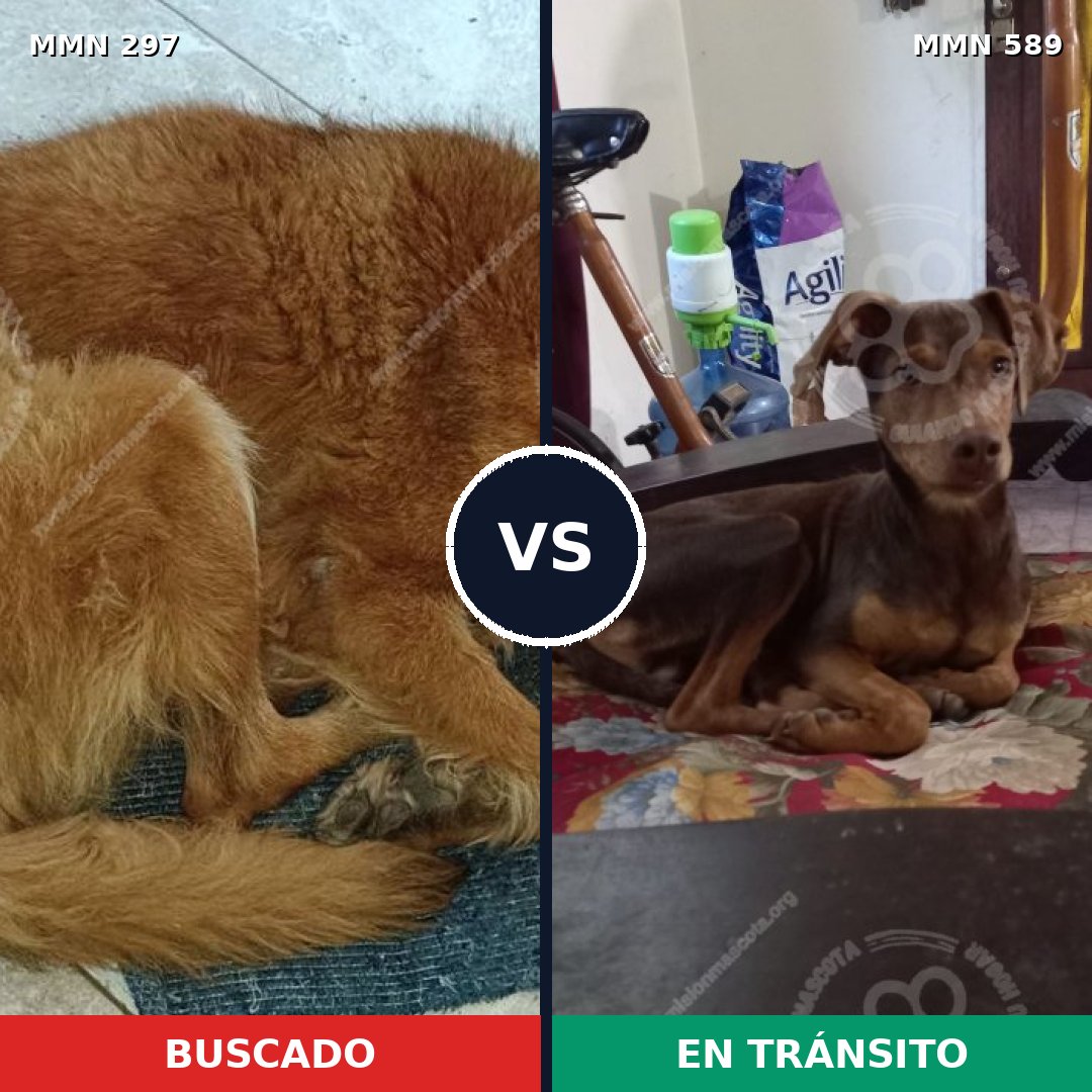 Comparativa MMS 6219: mascota perdida y mascota encontrada, 16% de similitud