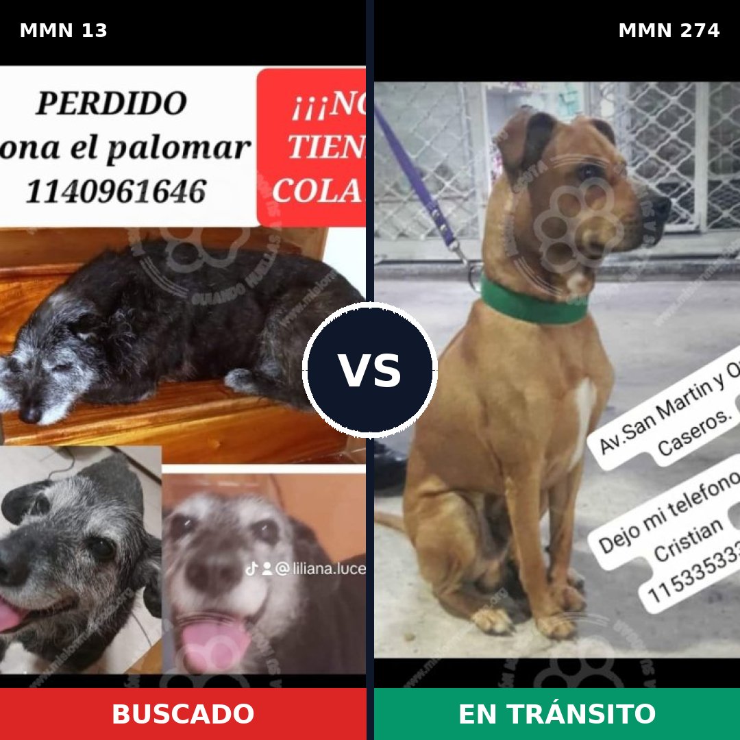 Comparativa MMS 622: mascota perdida y mascota encontrada, 77% de similitud