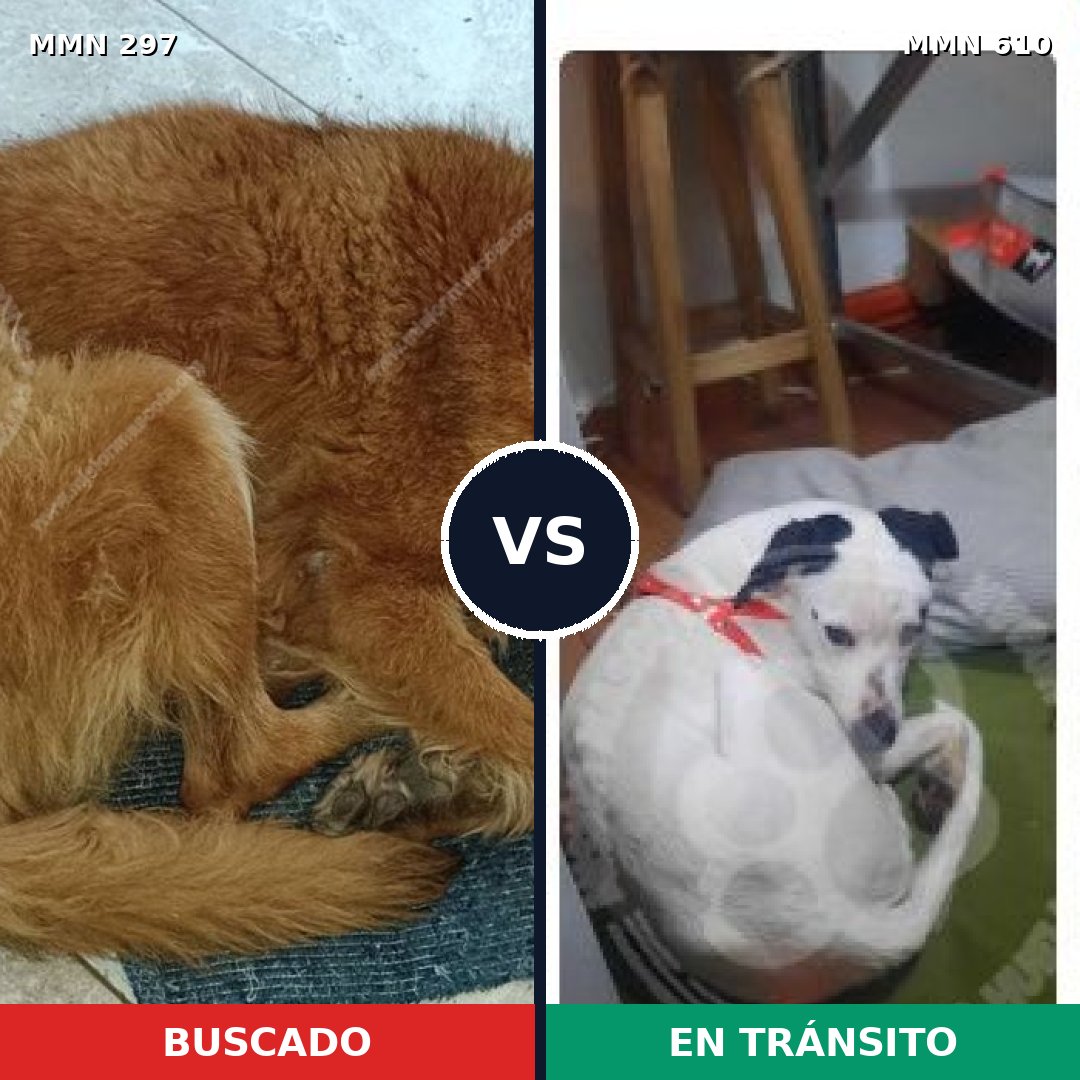 Comparativa MMS 6220: mascota perdida y mascota encontrada, 47% de similitud