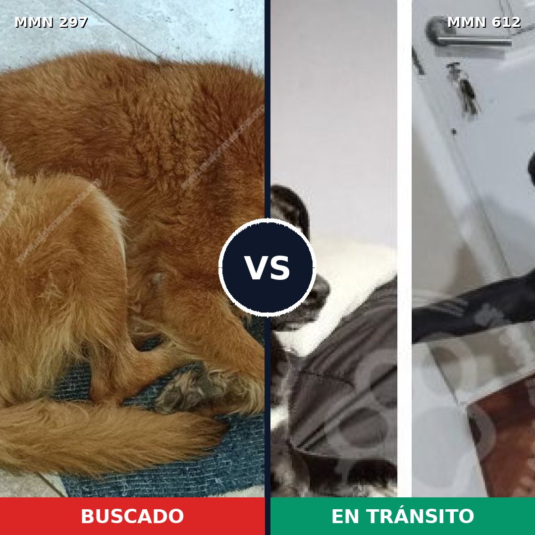 Comparativa MMS 6221: mascota perdida y mascota encontrada, 43% de similitud