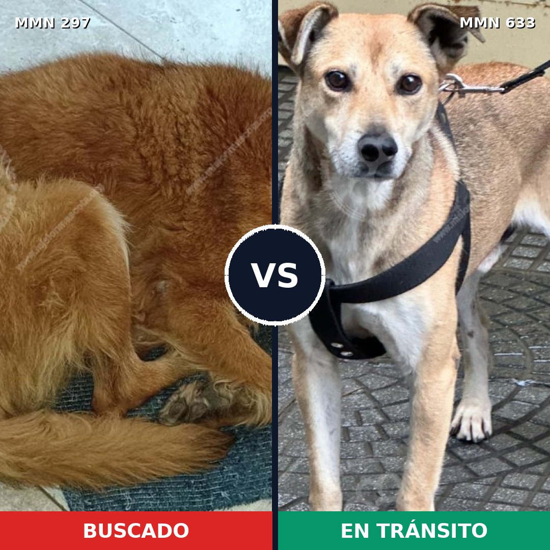 Comparativa MMS 6222: mascota perdida y mascota encontrada, 51% de similitud