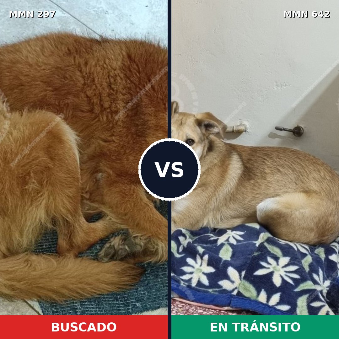 Comparativa MMS 6223: mascota perdida y mascota encontrada, 2% de similitud