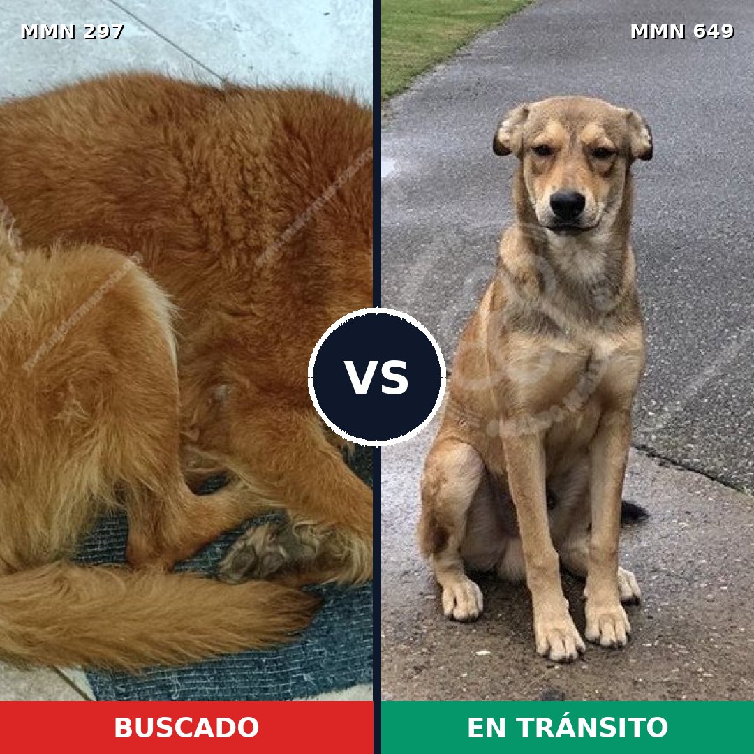 Comparativa MMS 6224: mascota perdida y mascota encontrada, 6% de similitud