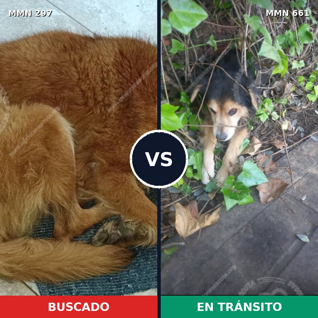 Comparativa MMS 6225: mascota perdida y mascota encontrada, 33% de similitud