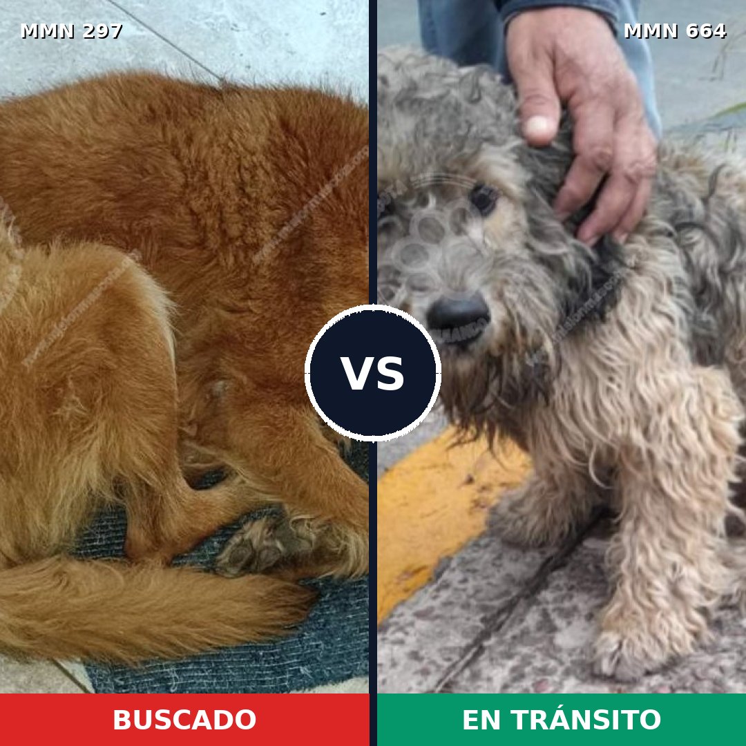 Comparativa MMS 6226: mascota perdida y mascota encontrada, 51% de similitud