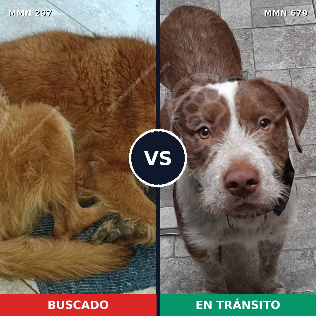 Comparativa MMS 6228: mascota perdida y mascota encontrada, 7% de similitud