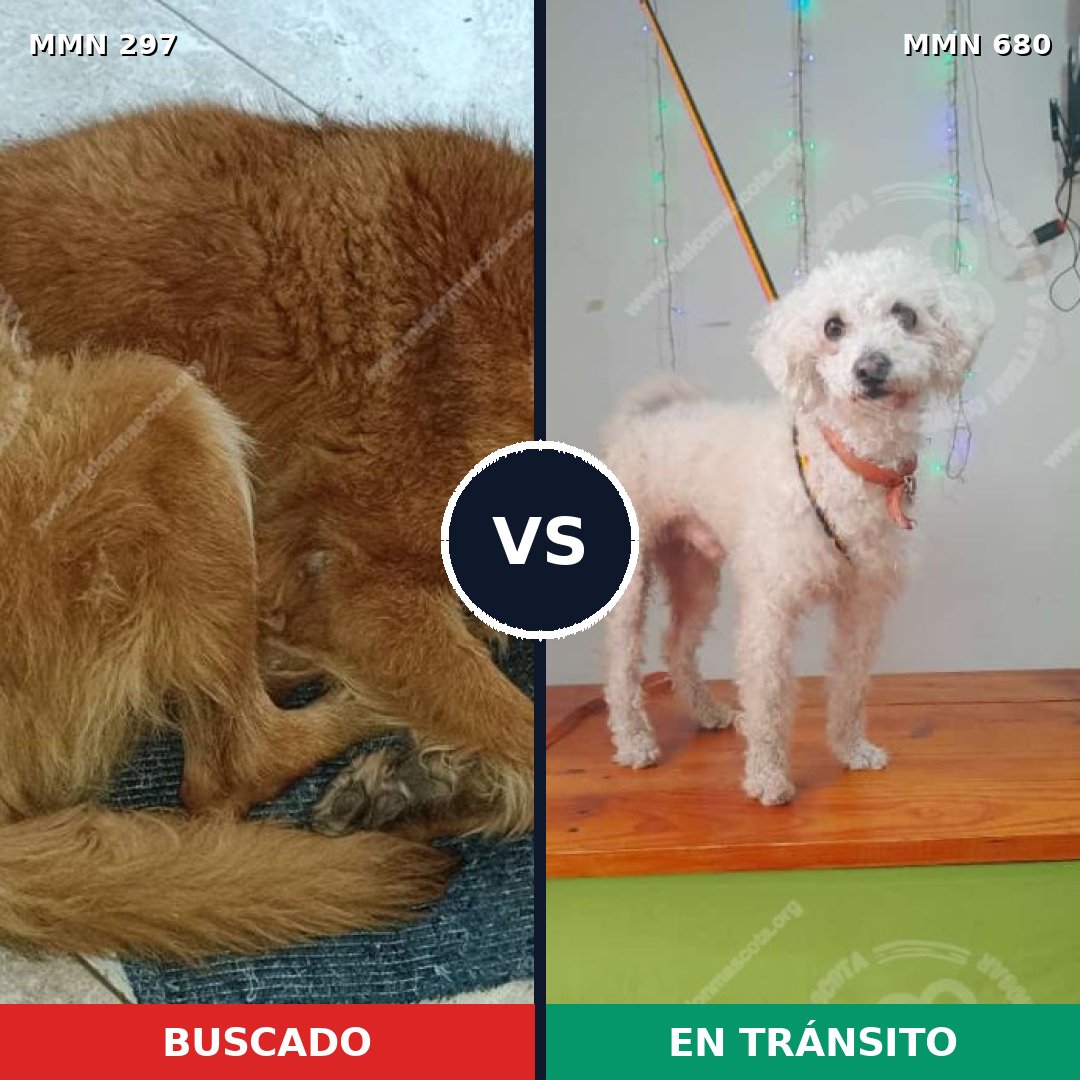 Comparativa MMS 6229: mascota perdida y mascota encontrada, 10% de similitud