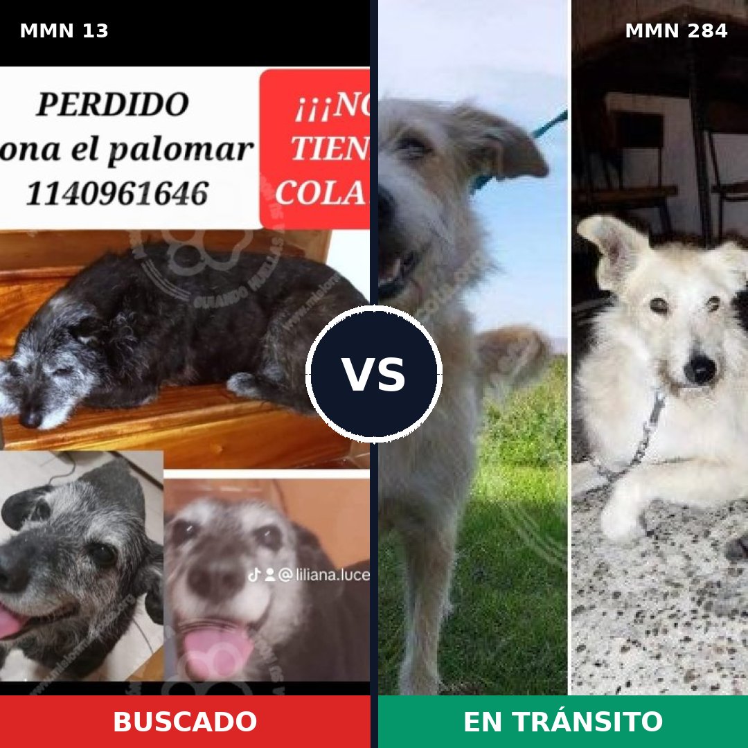 Comparativa MMS 623: mascota perdida y mascota encontrada, 71% de similitud