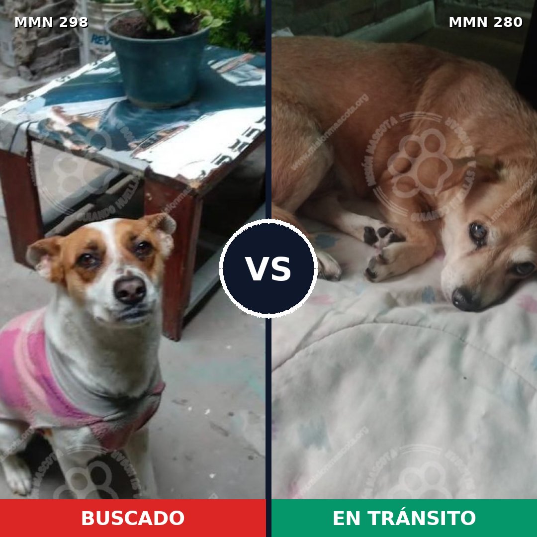 Comparativa MMS 6231: mascota perdida y mascota encontrada, 48% de similitud
