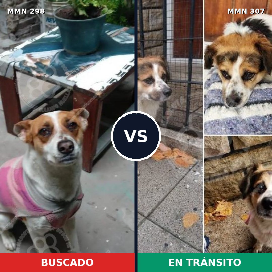 Comparativa MMS 6232: mascota perdida y mascota encontrada, 70% de similitud