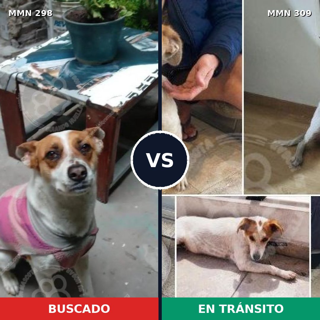 Comparativa MMS 6233: mascota perdida y mascota encontrada, 82% de similitud