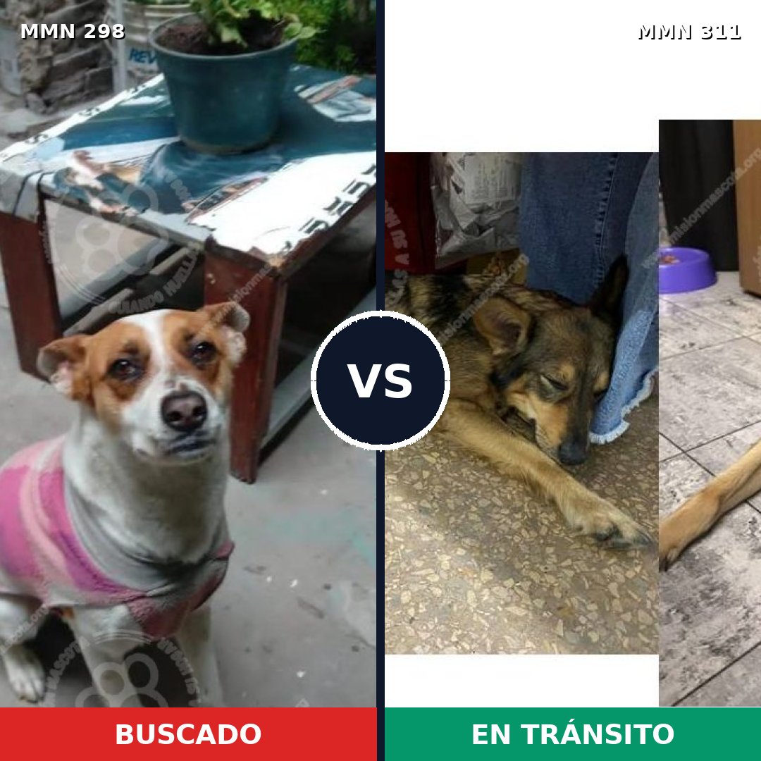 Comparativa MMS 6234: mascota perdida y mascota encontrada, 62% de similitud