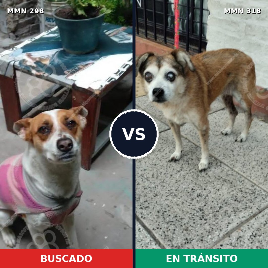 Comparativa MMS 6235: mascota perdida y mascota encontrada, 31% de similitud