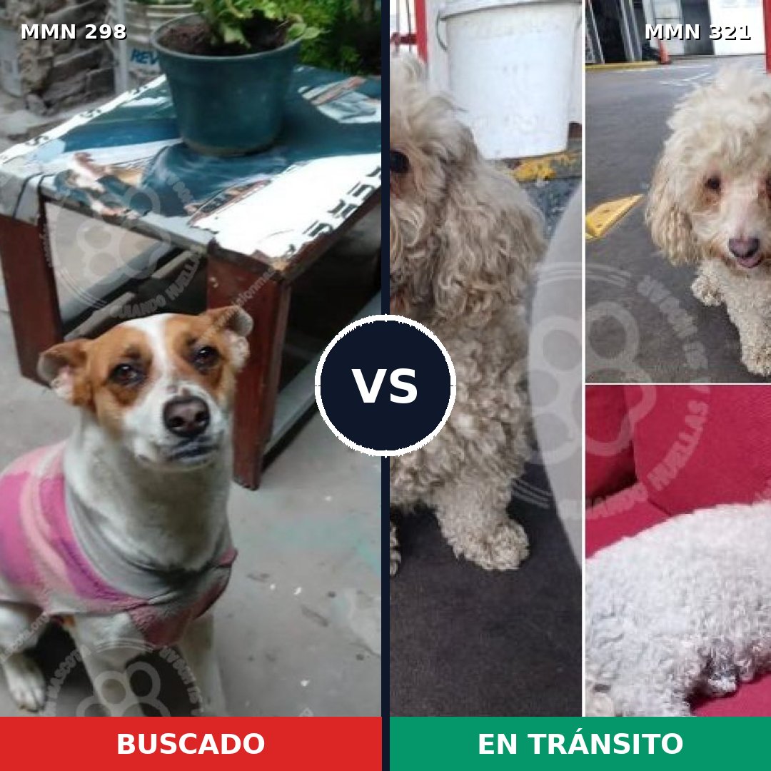 Comparativa MMS 6236: mascota perdida y mascota encontrada, 27% de similitud