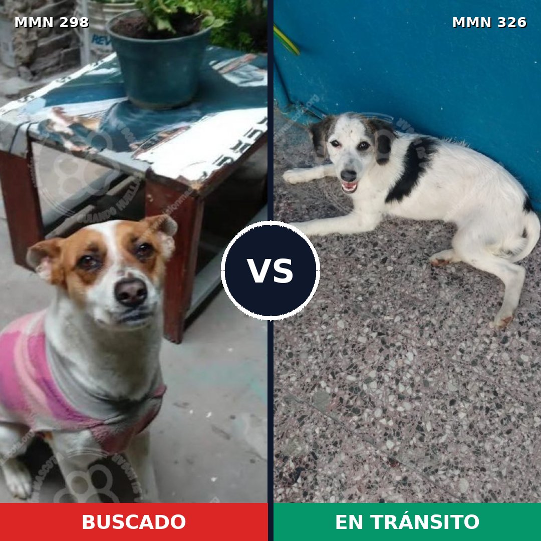Comparativa MMS 6237: mascota perdida y mascota encontrada, 61% de similitud