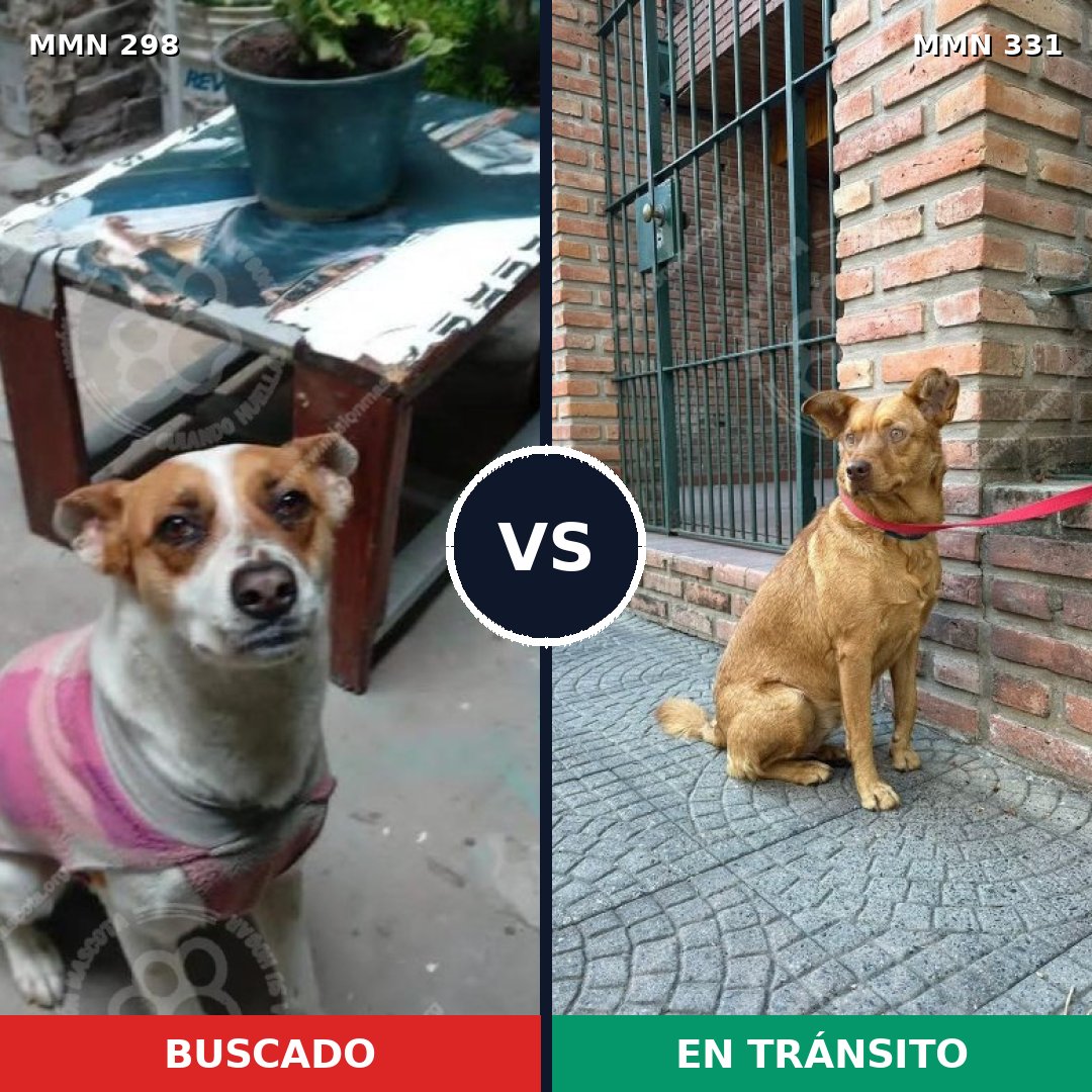 Comparativa MMS 6238: mascota perdida y mascota encontrada, 63% de similitud