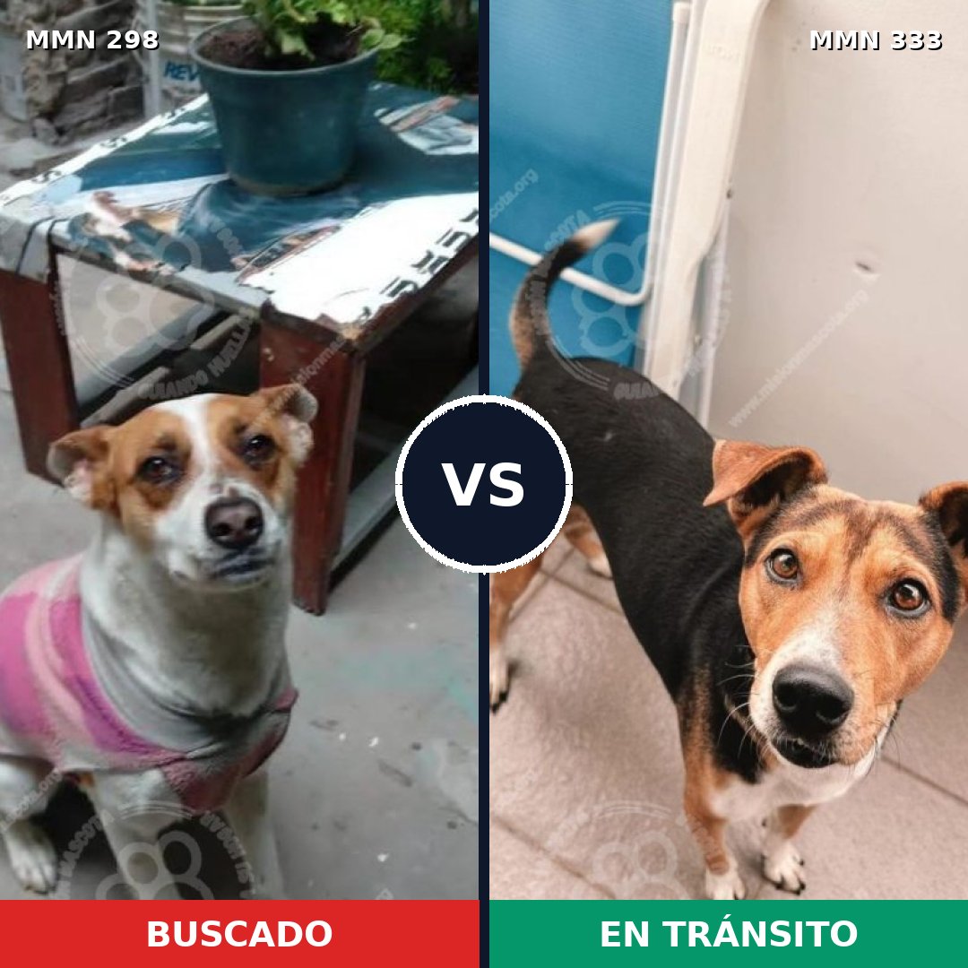 Comparativa MMS 6239: mascota perdida y mascota encontrada, 47% de similitud
