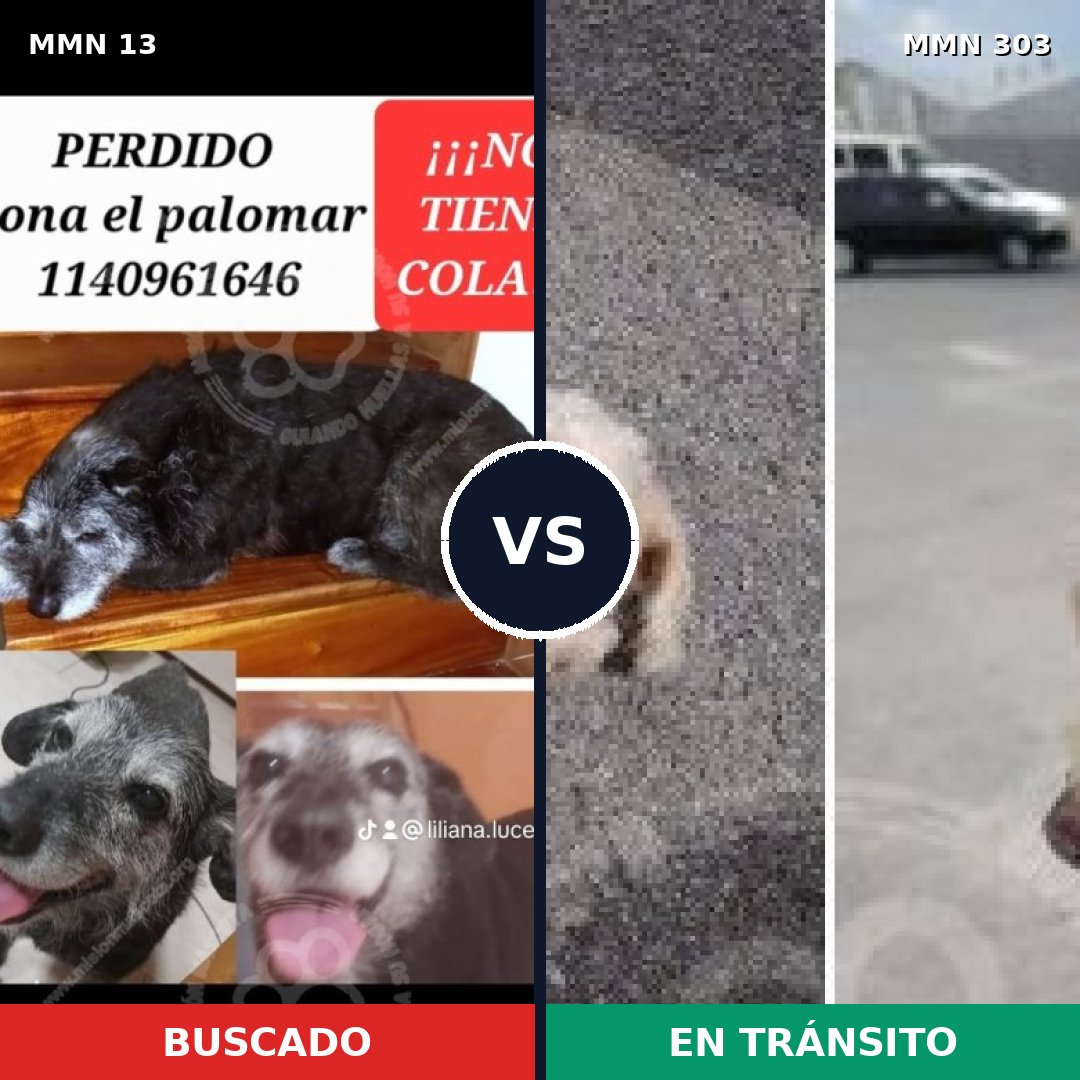 Comparativa MMS 624: mascota perdida y mascota encontrada, 32% de similitud