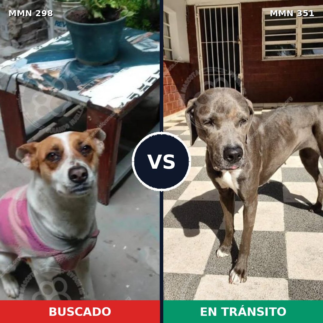 Comparativa MMS 6241: mascota perdida y mascota encontrada, 26% de similitud