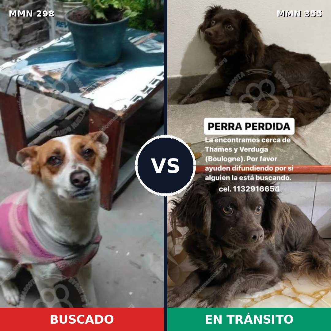 Comparativa MMS 6242: mascota perdida y mascota encontrada, 44% de similitud