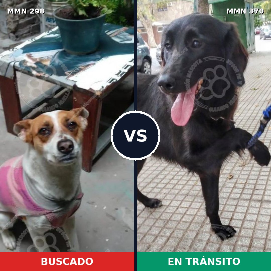 Comparativa MMS 6244: mascota perdida y mascota encontrada, 48% de similitud