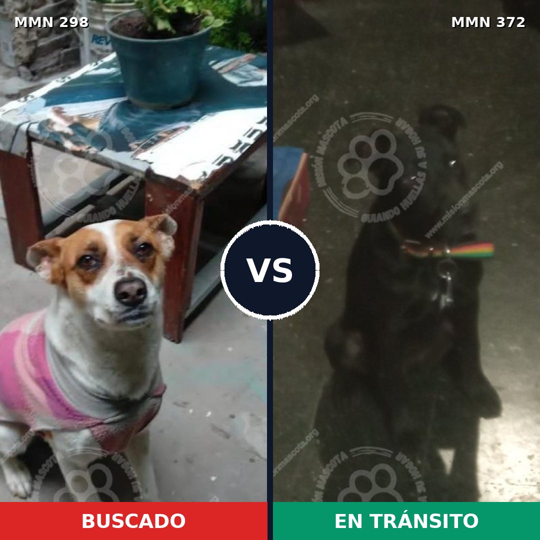 Comparativa MMS 6245: mascota perdida y mascota encontrada, 67% de similitud
