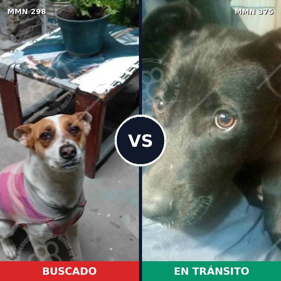 Comparativa MMS 6246: mascota perdida y mascota encontrada, 51% de similitud