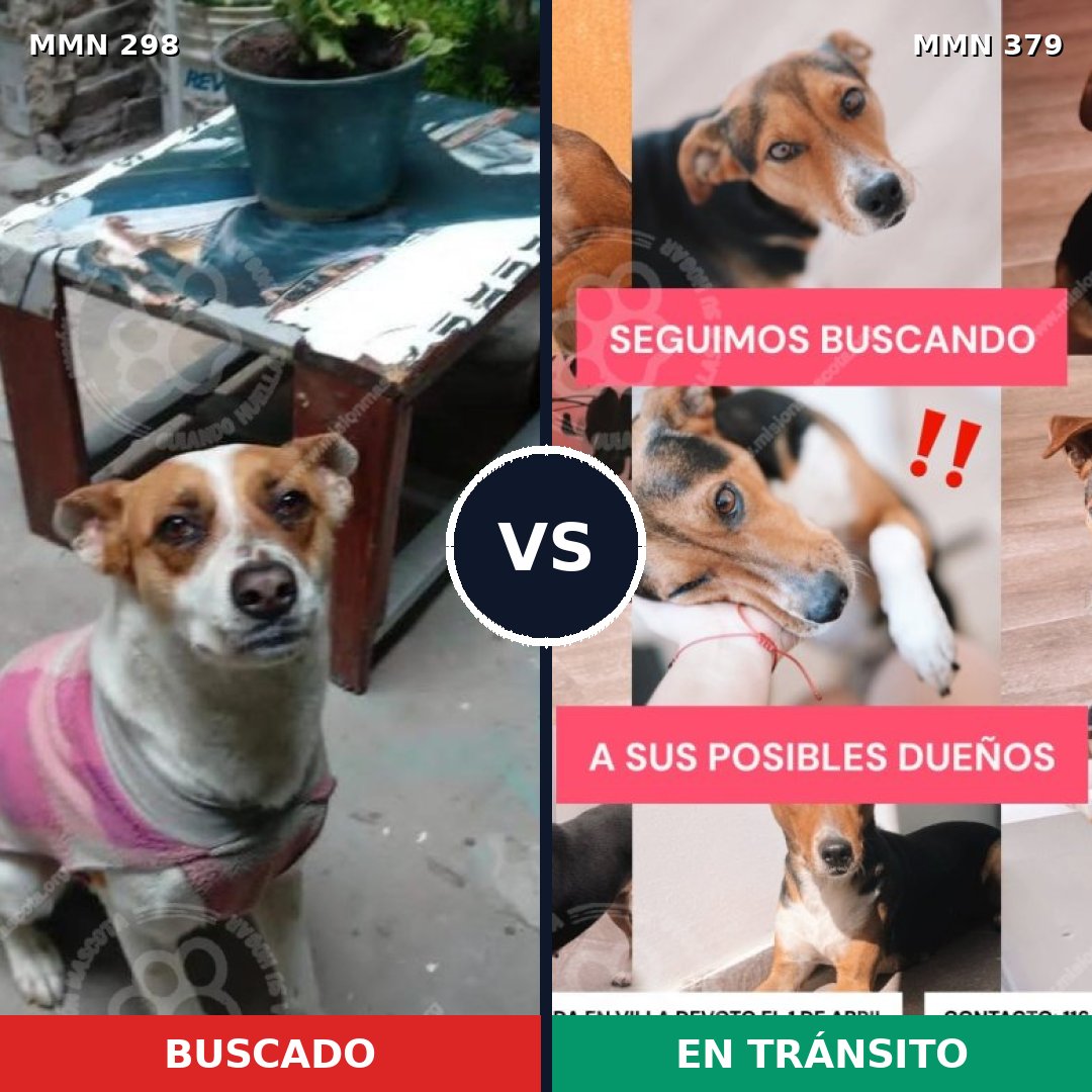 Comparativa MMS 6247: mascota perdida y mascota encontrada, 63% de similitud
