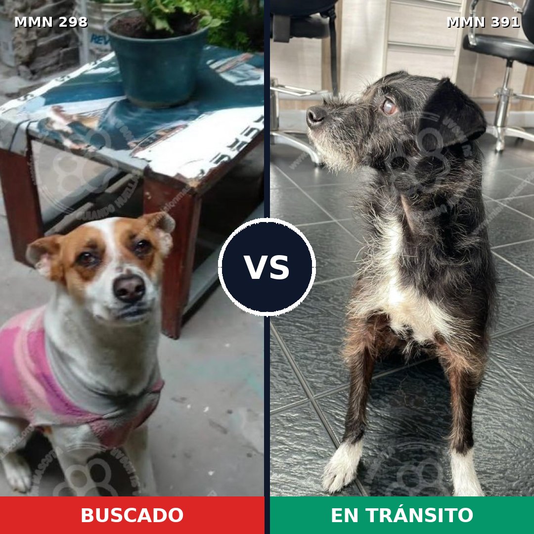 Comparativa MMS 6248: mascota perdida y mascota encontrada, 65% de similitud