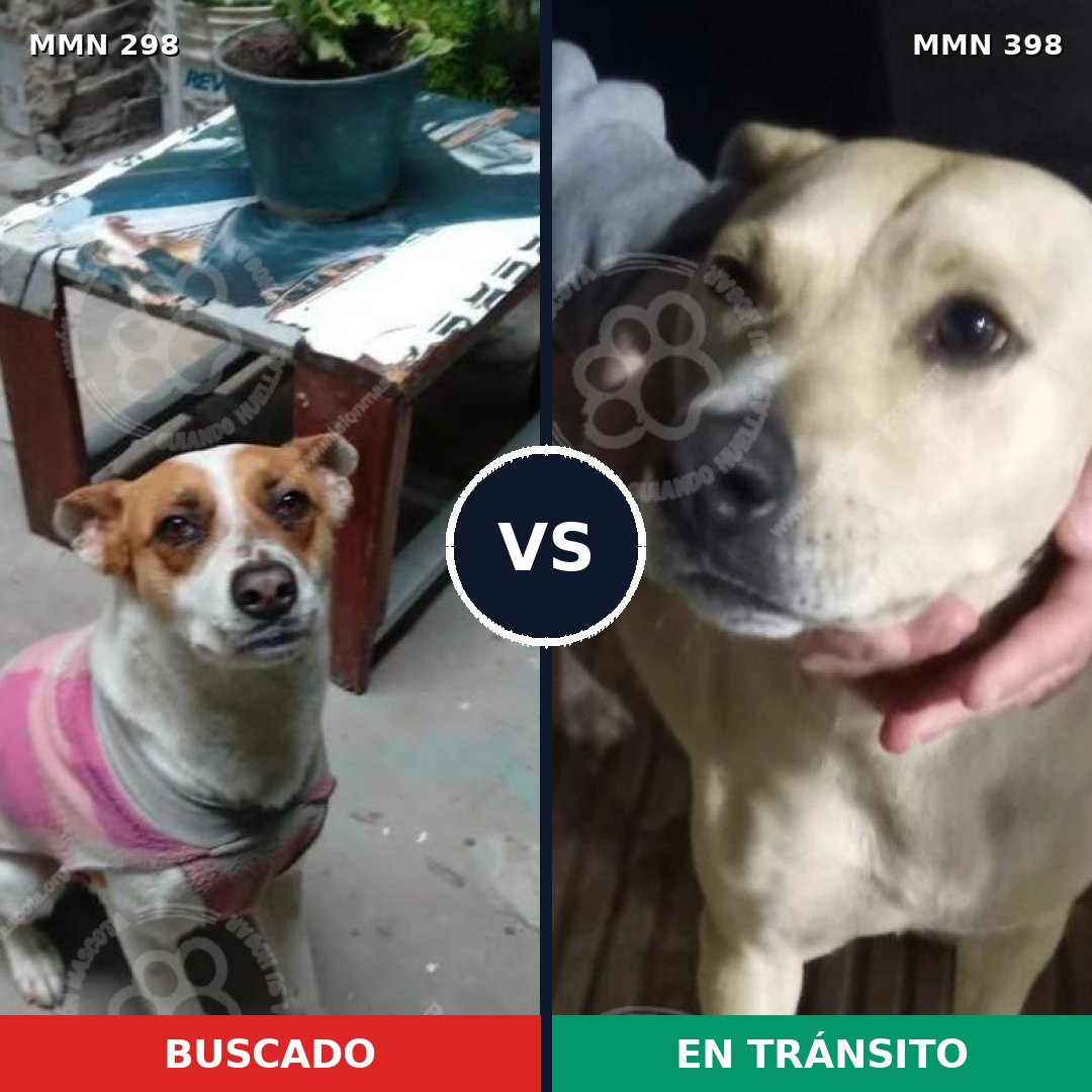 Comparativa MMS 6249: mascota perdida y mascota encontrada, 55% de similitud