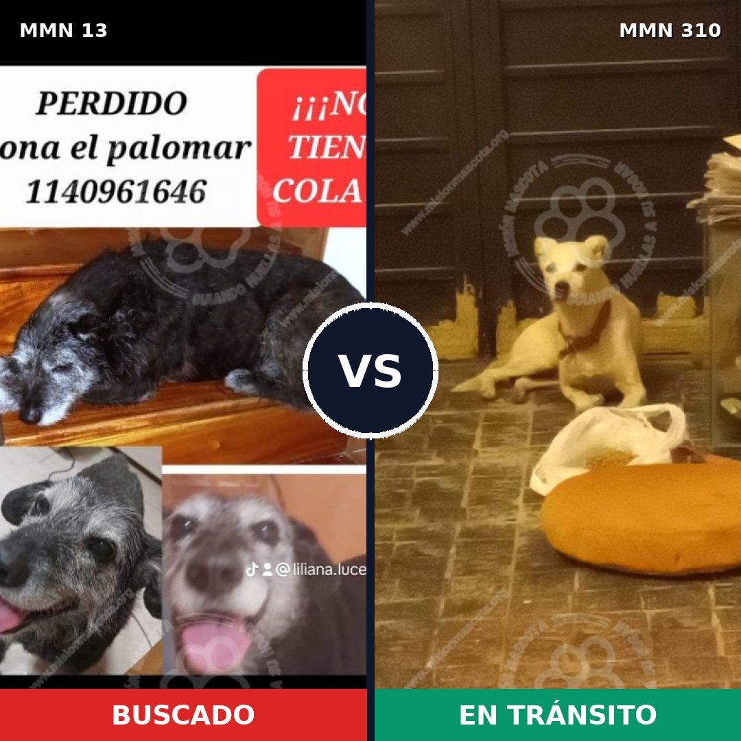 Comparativa MMS 625: mascota perdida y mascota encontrada, 73% de similitud
