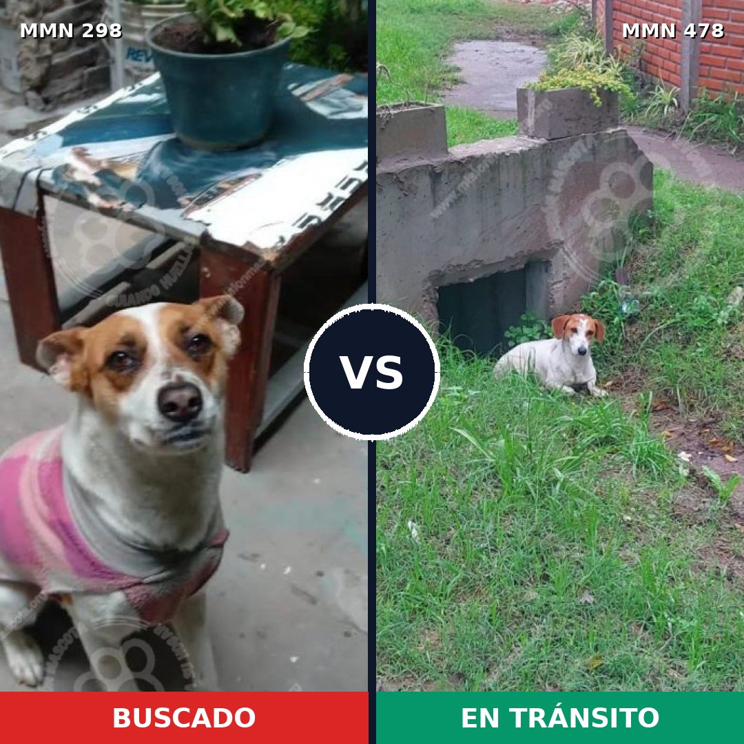Comparativa MMS 6250: mascota perdida y mascota encontrada, 69% de similitud