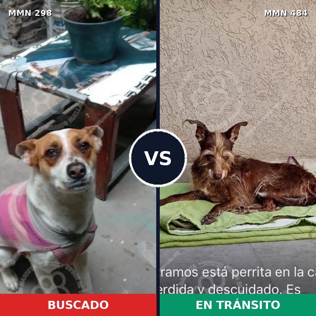 Comparativa MMS 6251: mascota perdida y mascota encontrada, 61% de similitud