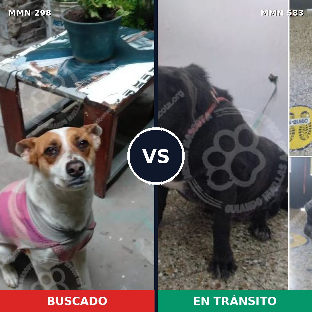 Comparativa MMS 6255: mascota perdida y mascota encontrada, 63% de similitud