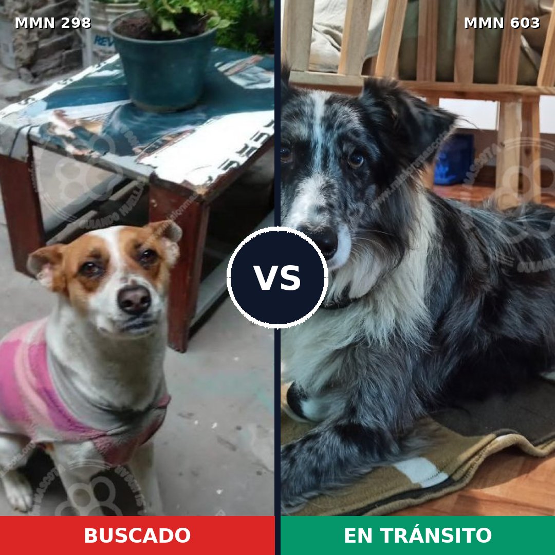 Comparativa MMS 6256: mascota perdida y mascota encontrada, 3% de similitud